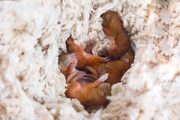 Image showing baby squirrel wild child