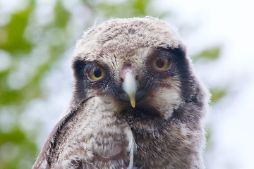 Image showing Hawk owl in a mountain forest