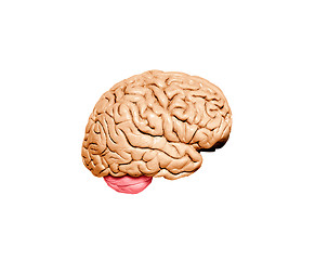 Image showing Human brain model
