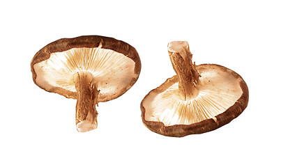 Image showing mushrooms isolated 