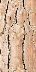 Image showing bark background or texture