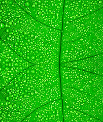 Image showing Green leaf with drops of water