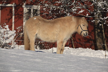 Image showing Horse sleeping