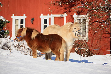 Image showing Two horses