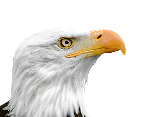 Image showing Bald Eagle isolated