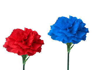 Image showing blue and red flower 