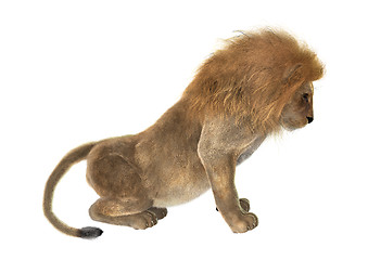 Image showing Male Lion