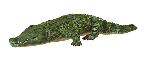 Image showing Crocodile