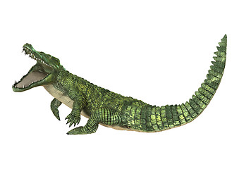 Image showing Crocodile