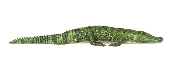 Image showing Crocodile