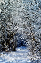 Image showing Winter Alley Road