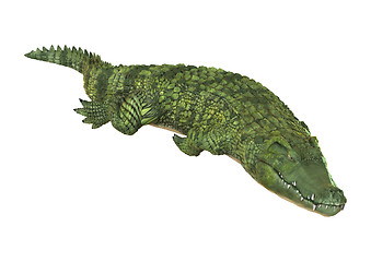 Image showing Crocodile