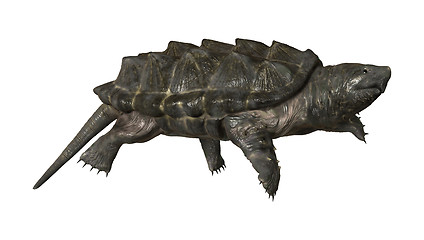 Image showing Alligator Snapping Turtle