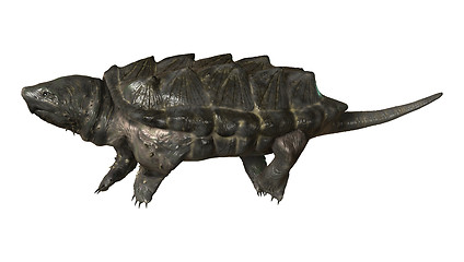 Image showing Alligator Snapping Turtle