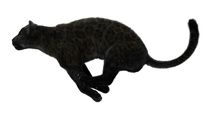 Image showing Big Cat Black Panther