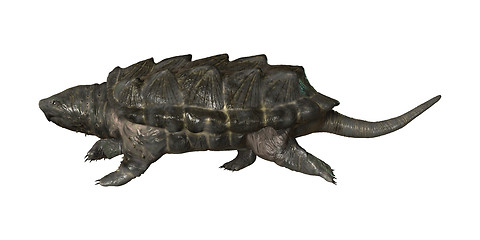 Image showing Alligator Snapping Turtle