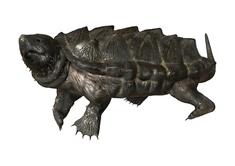 Image showing Alligator Snapping Turtle