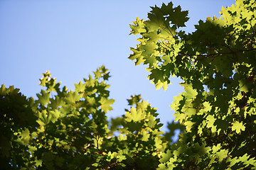 Image showing green tree brances