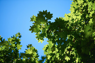 Image showing green tree brances