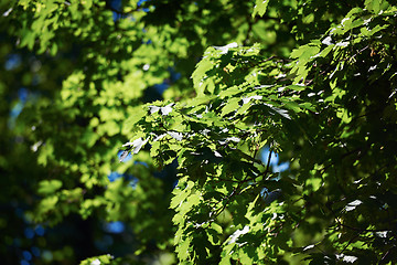 Image showing green tree brances