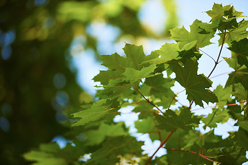 Image showing green tree brances