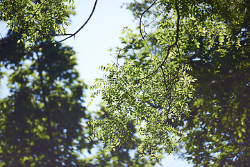 Image showing green tree brances