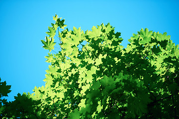 Image showing green tree brances