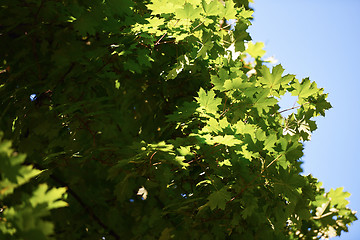 Image showing green tree brances