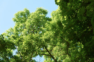 Image showing green tree brances