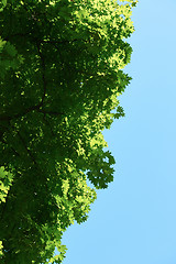 Image showing green tree brances