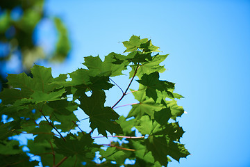 Image showing green tree brances