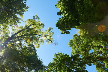 Image showing green tree brances