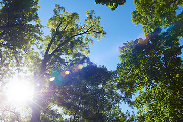 Image showing green tree brances