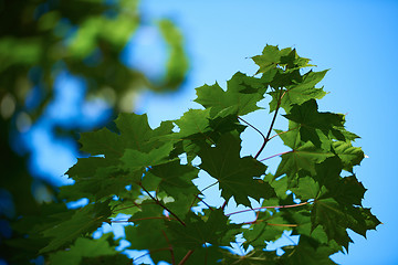 Image showing green tree brances