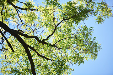 Image showing green tree brances