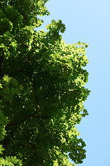 Image showing green tree brances