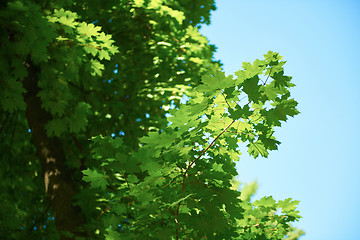 Image showing green tree brances