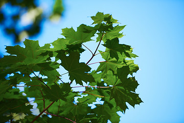 Image showing green tree brances