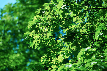 Image showing green tree brances