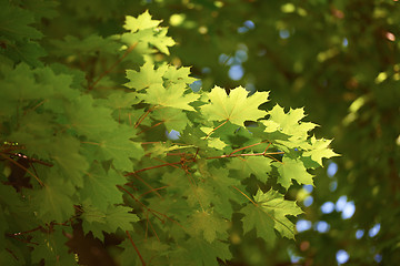 Image showing green tree brances