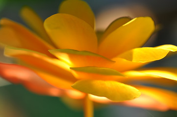 Image showing Yellow Flower