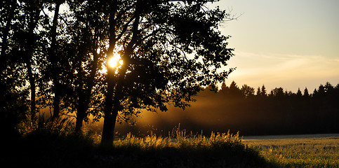 Image showing A sunset behind a tree, summer time in Sweden