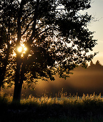 Image showing Sunset tree countryside