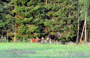 Image showing Moose family 