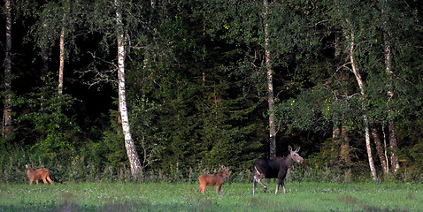 Image showing Moose family