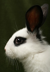 Image showing rabbit portrait