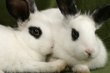 Image showing twin rabbits