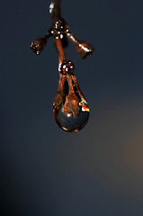 Image showing raindrop