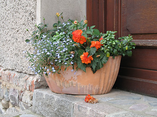 Image showing Flower pot