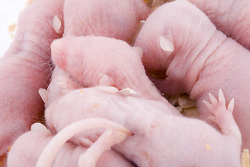 Image showing Baby Mice